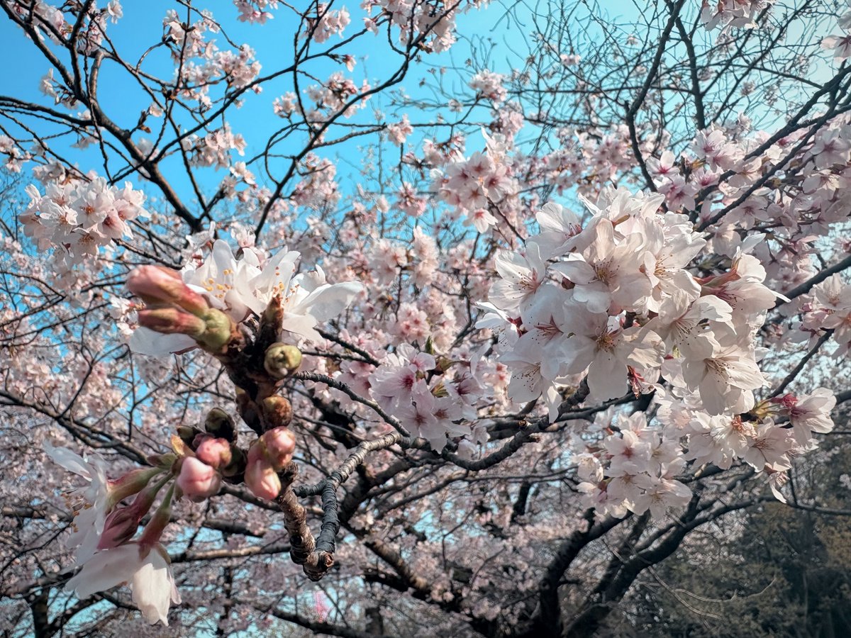 さとう🌸 tweet media