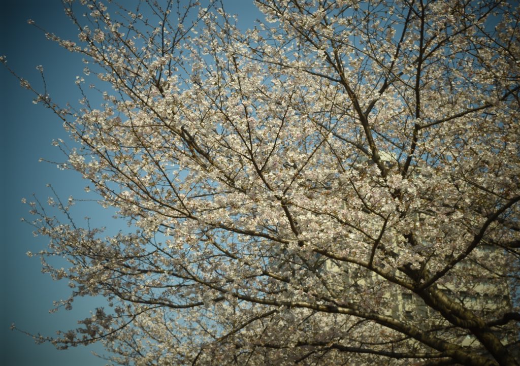 りんご🍎 tweet media