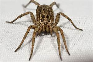 ♚Saroo♚ tweet media