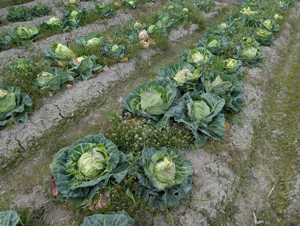 🦊チルド🔭 tweet media