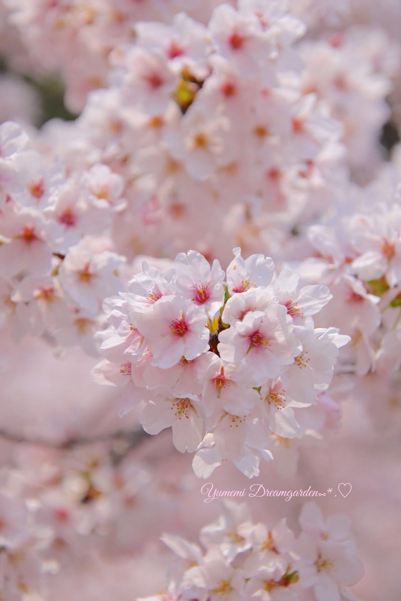 夢美🎀*˘◡˘* ˚·̩̩̥˚̩̥̩̥*̩̩͙🌸 tweet media