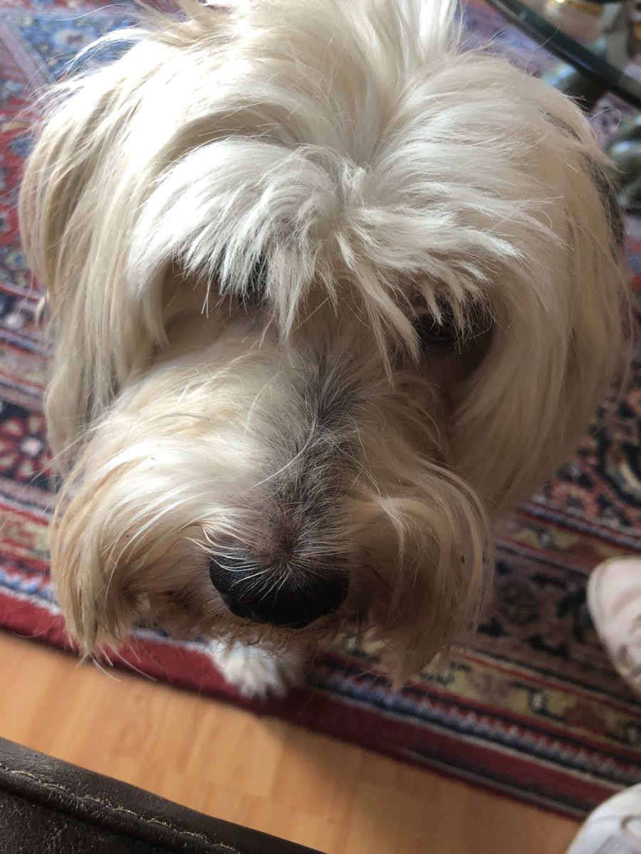 Coucou 😘 guten Morgen, meine lieben Freunde 🤗

Langsam werde ich mich hier verabschieden von euch und besuche euch zwischendurch immer wieder 👏

Ich wünsche euch einen feinen und glücklichen Sonntag ihr Lieben 🥰 

🐾 euer Teddy 🧸🐾