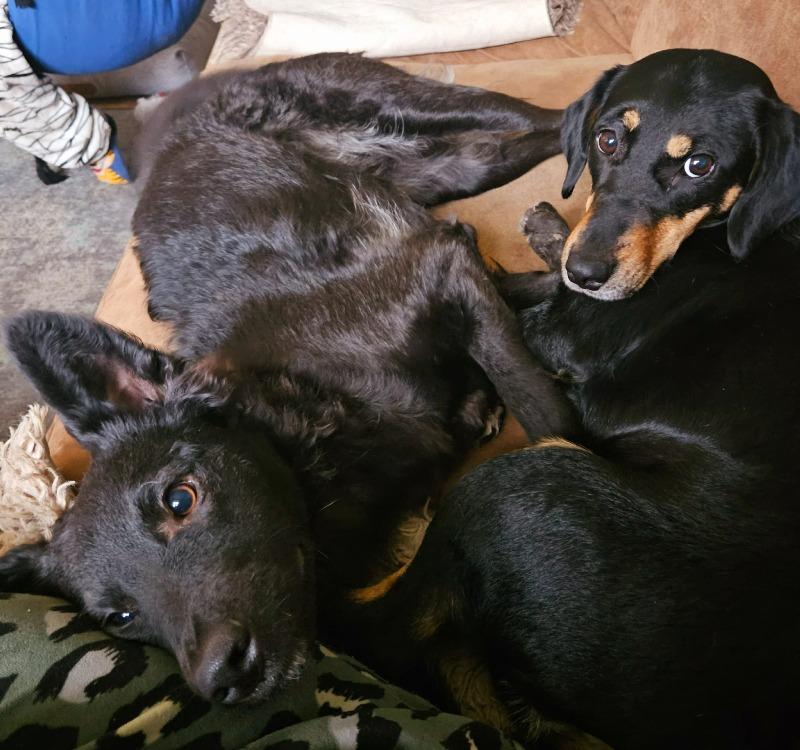DeRavissante's tweet photo. Zeer speciaal geweldig koppel zoekt zeer speciale geweldige nieuwe eigenaar!!

Lieve Cloi en lieve Laika, allebei 2 jaar. Cloi is van april en Laika van november. Beide zijn gesteriliseerd, gevaccineerd en gechipt.
Cloi is een hond uit een buitenlands asiel en Laika is in Ndl op straat gevonden nadat ze uit huis was gezet door de eigenares.

Deze 2 onafscheidelijke dames zijn grotendeels met elkaar opgegroeid en zijn ondertussen als 2 handen op 1 buik. Ze zijn lief, vriendelijk, knuffelig en speels. Ze zijn beide wat mensenschuw, onbekend bezoek zal tegen worden geblaft. Ze hebben wat tijd nodig om iemand te leren kennen maar…zijn ze vertrouwd met je
dan heb je er twee vriendinnen bij voor het leven.

Deze 2 lieverds verblijven nu al geruime tijd (meer dan een jaar) samen in een gastgezin in Ravenstein en halen veel positieve steun en plezier uit elkaars gezelschap. Ze spelen vele malen per dag met elkaar en dan is achter elkaar aanrennen door de tuin wel één van de leukste dingen die ze kunnen bedenken.

Wat deze dames zoeken? Een plek waar ze heerlijk zichzelf mogen zijn, waar ze kunnen ravotten en spelen, met een eigenaar waar ze in de avonduren tegenaan kunnen liggen. Een ervaren eigenaar die graag en veel wandelt, die niet opkijkt van af en toe een blaf en die beide honden rustig kan begeleiden waar nodig is. Geen sociale allemansvriend want heel eerlijk, daar worden deze dames niet gelukkig van. Geen dynamisch gezin, geen dynamisch huishouden.

Deze twee dames zijn gewend aan kippen en katten en met rustig begeleiden gaat dat goed. Ze hebben echt een heerlijke ruime tuin nodig, die goed is afgezet, om als twee dolle achter elkaar aan te rennen en te donderjagen. Naast kippen en katten zijn ze sociaal naar andere honden, ook daar spelen ze graag mee.

Denk jij nu deze 2 lieverds hun gouden mand te kunnen bieden, stuur dan een uitgebreide mail inclusief foto's van huis en tuin naar wilma at herplaatsingscoach punt com  en wie weet mag je dan binnenkort kennis komen maken met deze 2 knapperds. Hopelijk tot snel!