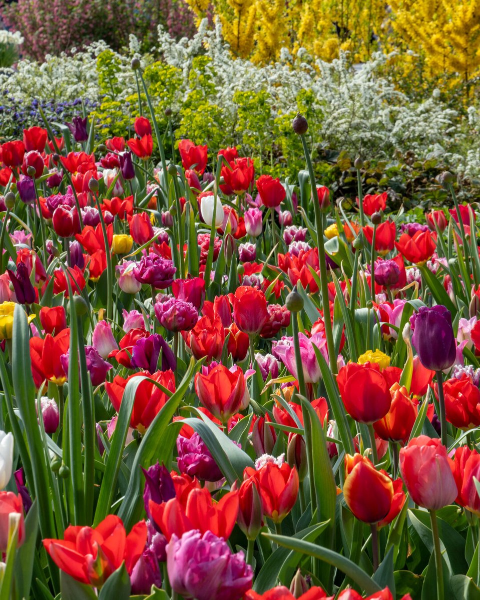 FlowerbulbsCom's tweet photo. Tag a fellow garden lover 🌸 https://t.co/yyGUaopsWX #flowerbulbs #gardencommunity https://t.co/p6Pn4iHH3A