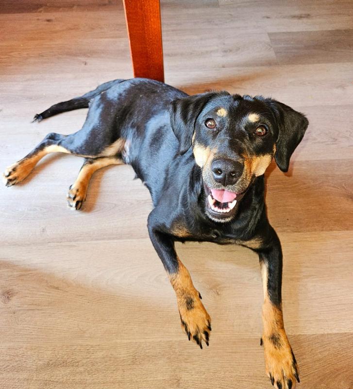DeRavissante's tweet photo. Zeer speciaal geweldig koppel zoekt zeer speciale geweldige nieuwe eigenaar!!

Lieve Cloi en lieve Laika, allebei 2 jaar. Cloi is van april en Laika van november. Beide zijn gesteriliseerd, gevaccineerd en gechipt.
Cloi is een hond uit een buitenlands asiel en Laika is in Ndl op straat gevonden nadat ze uit huis was gezet door de eigenares.

Deze 2 onafscheidelijke dames zijn grotendeels met elkaar opgegroeid en zijn ondertussen als 2 handen op 1 buik. Ze zijn lief, vriendelijk, knuffelig en speels. Ze zijn beide wat mensenschuw, onbekend bezoek zal tegen worden geblaft. Ze hebben wat tijd nodig om iemand te leren kennen maar…zijn ze vertrouwd met je
dan heb je er twee vriendinnen bij voor het leven.

Deze 2 lieverds verblijven nu al geruime tijd (meer dan een jaar) samen in een gastgezin in Ravenstein en halen veel positieve steun en plezier uit elkaars gezelschap. Ze spelen vele malen per dag met elkaar en dan is achter elkaar aanrennen door de tuin wel één van de leukste dingen die ze kunnen bedenken.

Wat deze dames zoeken? Een plek waar ze heerlijk zichzelf mogen zijn, waar ze kunnen ravotten en spelen, met een eigenaar waar ze in de avonduren tegenaan kunnen liggen. Een ervaren eigenaar die graag en veel wandelt, die niet opkijkt van af en toe een blaf en die beide honden rustig kan begeleiden waar nodig is. Geen sociale allemansvriend want heel eerlijk, daar worden deze dames niet gelukkig van. Geen dynamisch gezin, geen dynamisch huishouden.

Deze twee dames zijn gewend aan kippen en katten en met rustig begeleiden gaat dat goed. Ze hebben echt een heerlijke ruime tuin nodig, die goed is afgezet, om als twee dolle achter elkaar aan te rennen en te donderjagen. Naast kippen en katten zijn ze sociaal naar andere honden, ook daar spelen ze graag mee.

Denk jij nu deze 2 lieverds hun gouden mand te kunnen bieden, stuur dan een uitgebreide mail inclusief foto's van huis en tuin naar wilma at herplaatsingscoach punt com  en wie weet mag je dan binnenkort kennis komen maken met deze 2 knapperds. Hopelijk tot snel!