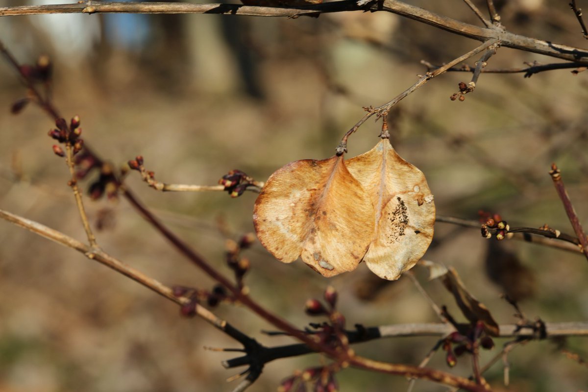 왜파래 tweet media