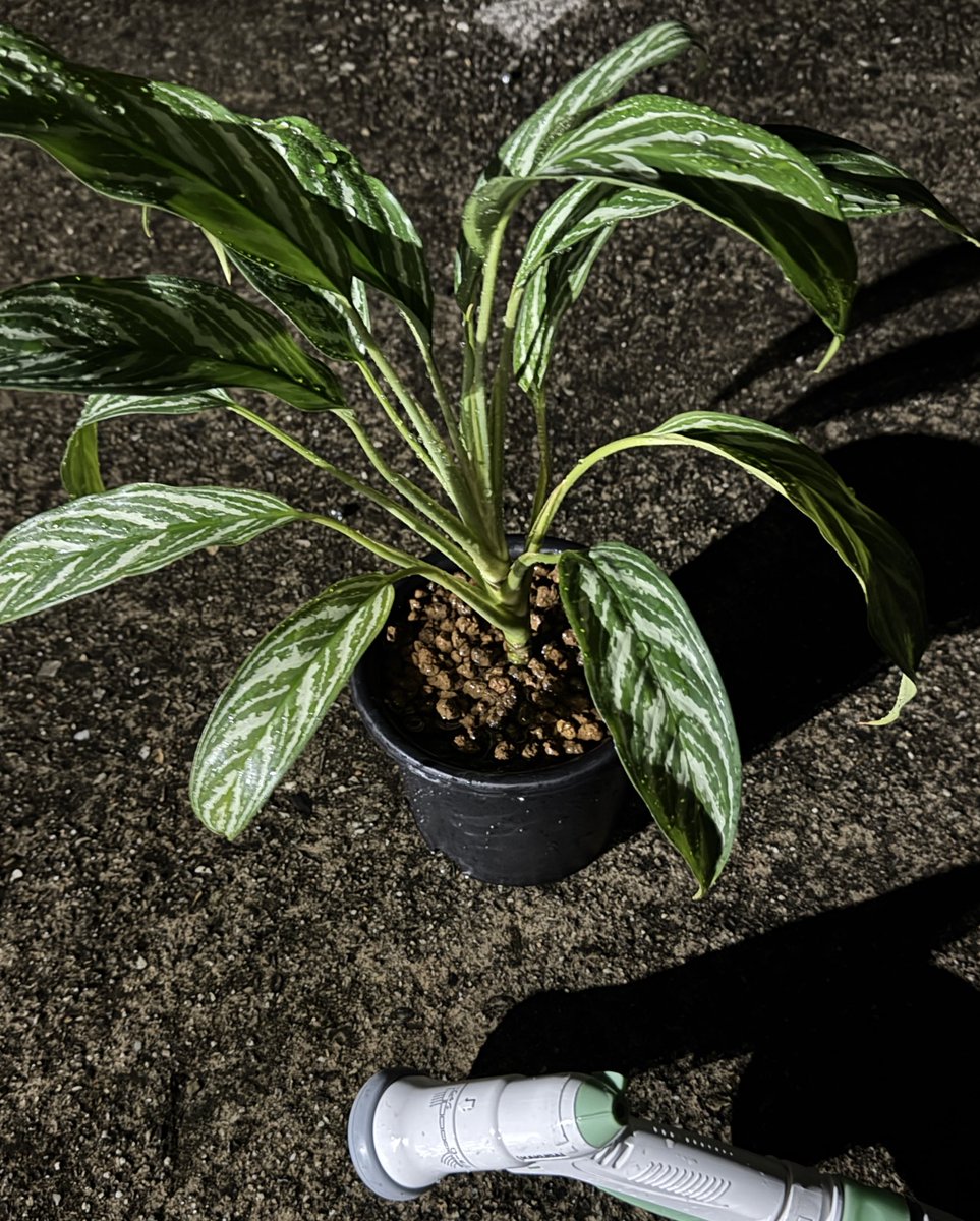 元MINI F54乗り・元伊勢市民の設備屋🔧 tweet media