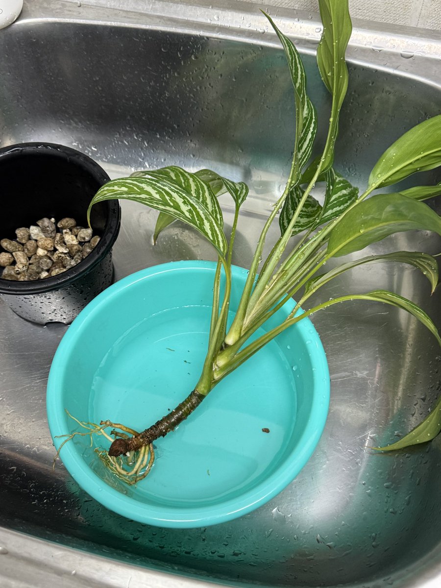 元MINI F54乗り・元伊勢市民の設備屋🔧 tweet media