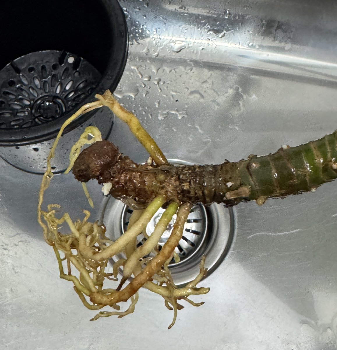 元MINI F54乗り・元伊勢市民の設備屋🔧 tweet media