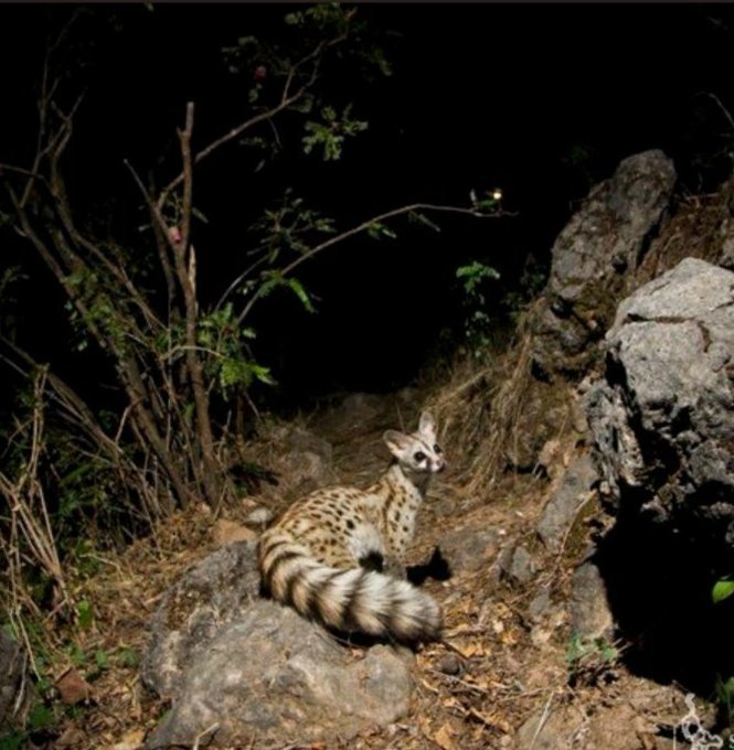 @بلجرشي مود tweet media