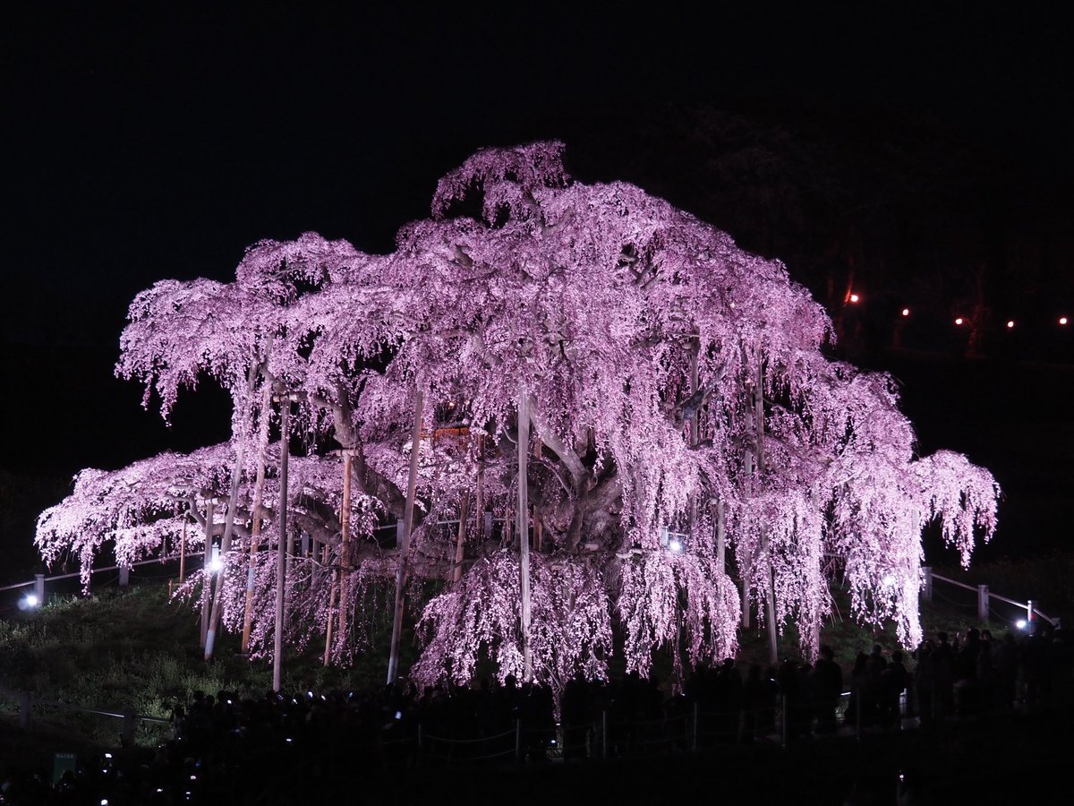 wm_junya's tweet photo. 本日3月29日福島地方気象台からソメイヨシノの開花が観測されたと発表がありました。今年は2月からの気温が高く平年よりも9日早い開花です。4月は高温予想のため、福島県各地の名所も早く見頃を迎えそうです。見逃し注意⚠️ https://t.co/GDHzuNlQyt