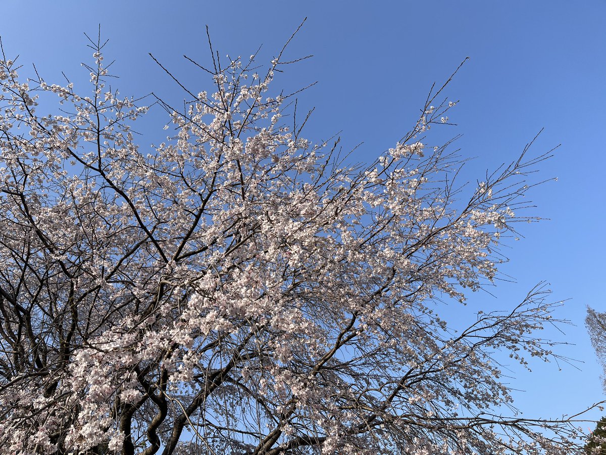 micco 🐈⬛🎸✨ tweet media