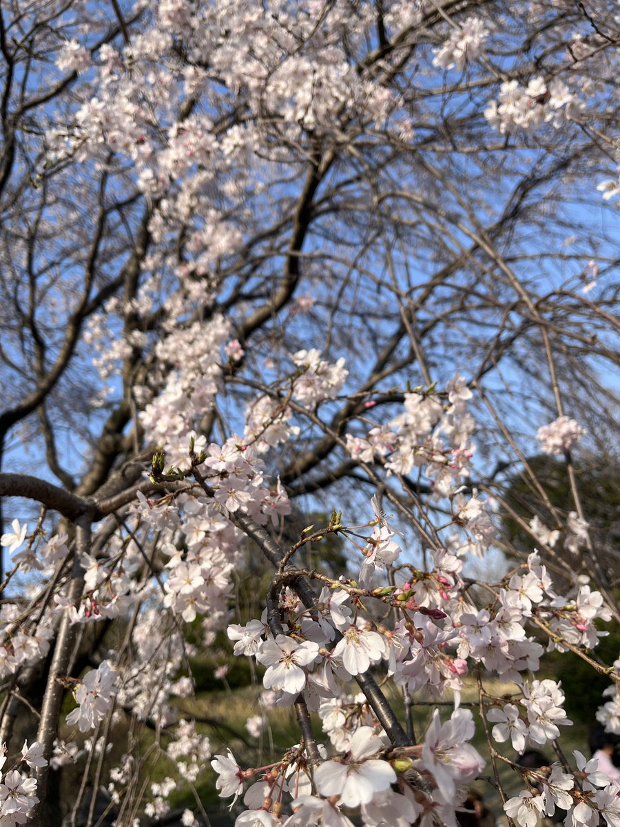 micco 🐈⬛🎸✨ tweet media