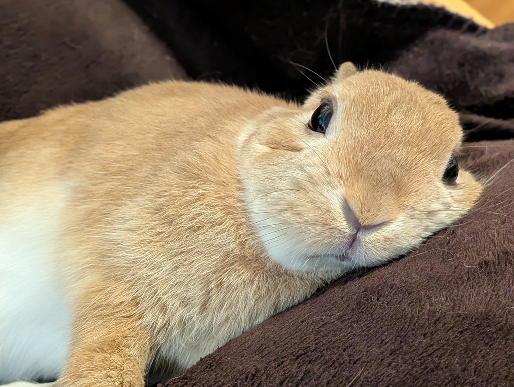 thepopularanimals (@animalpopular9) on Twitter photo 