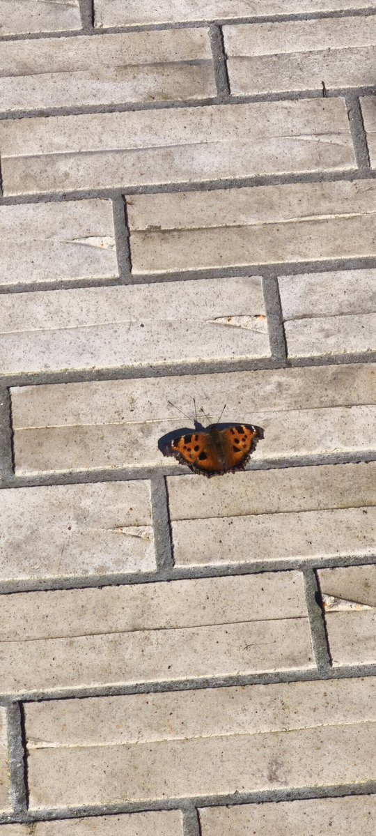 Преподобный дед «Вискимен» tweet media