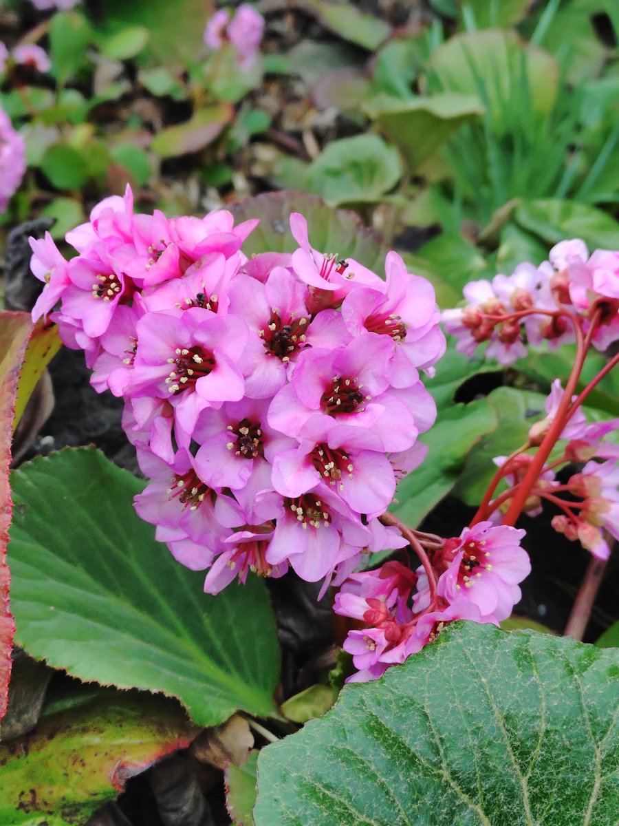 アサヒ☆ﾐ(あわいの🍄) (@asahi317) on Twitter photo 