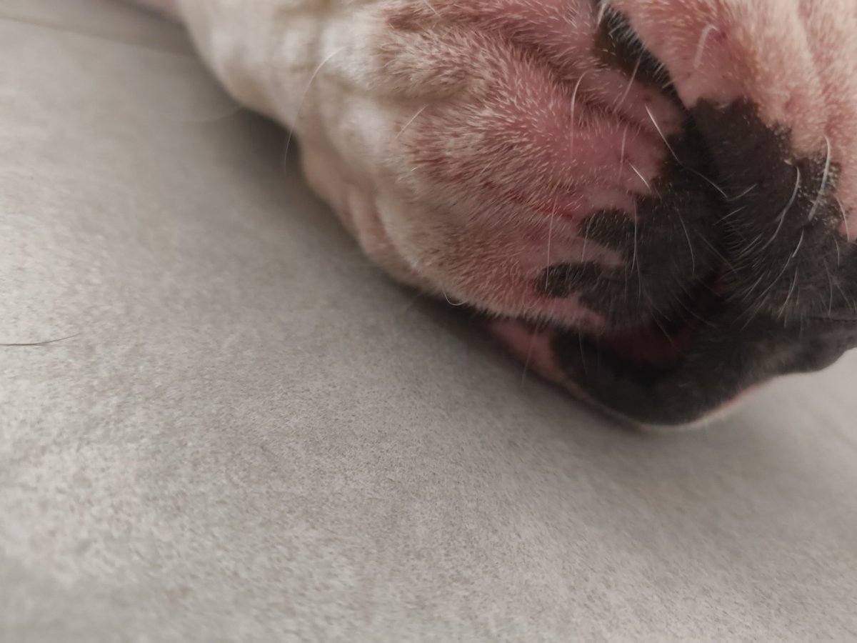 Даниил Кортез tweet media