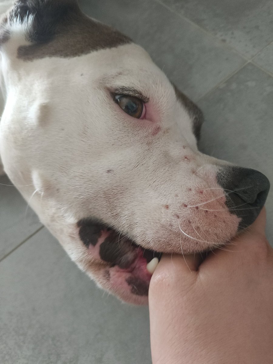 Даниил Кортез tweet media