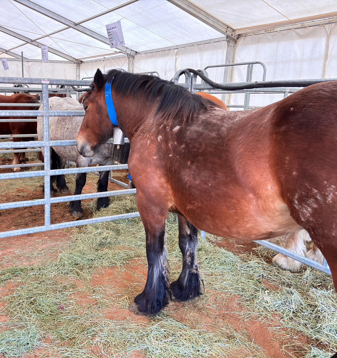 Vic En Comú Podem tweet media