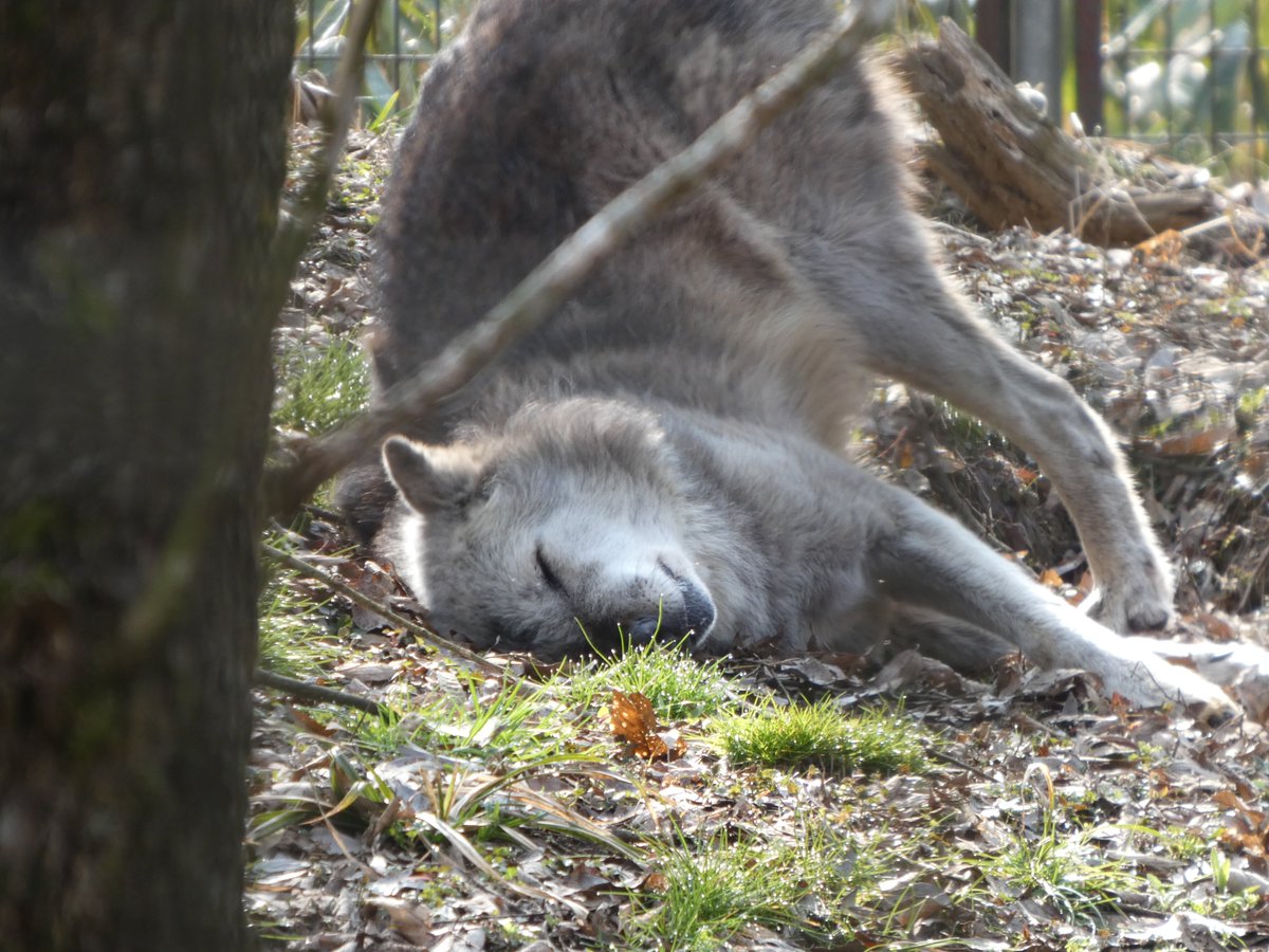 りきまる tweet media