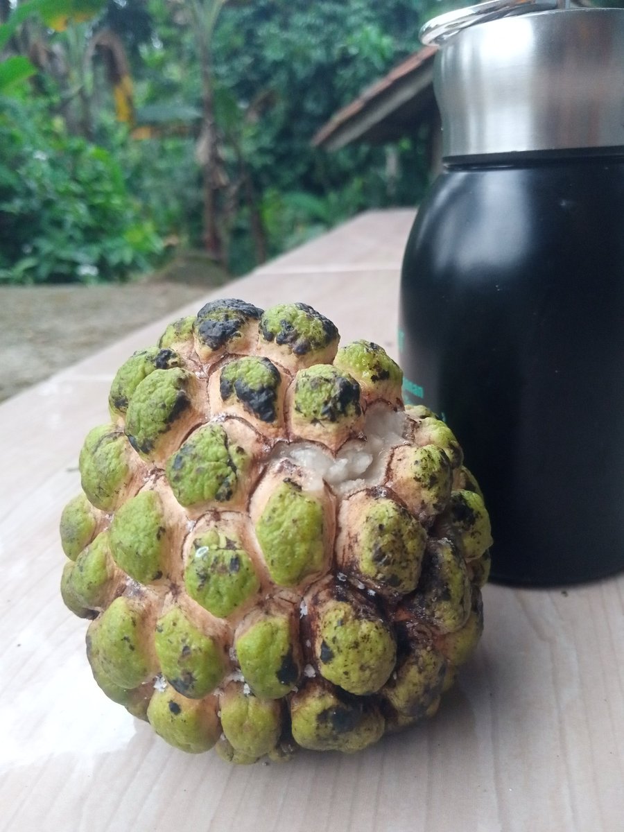 Ayo tebak ini buah apa ??? 
kebetulan tetangga ada  yang tanam, dan panen lumayan banyak jadi dikasih gratizz 

Ada yang setuju nggak kalau srikaya itu salah satu buah paling underrated? Teksturnya yang creamy banget, hampir mirip custard, dengan rasa manis yang nggak lebay.