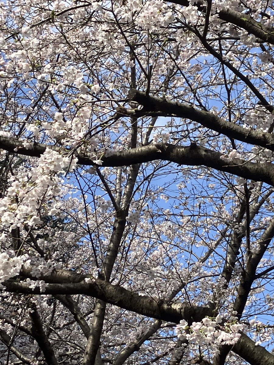 エルミク tweet media