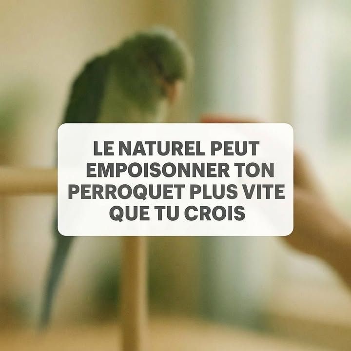 passionperrok's tweet image. "Naturel" ne veut pas dire sans risque. Une huile bonne pour toi peut tuer un perroquet. Avant d’utiliser un produit, consulte un veto spécialisé. 
#perroquet #santeanimale #naturel #danger

buff.ly/B2xg8gw