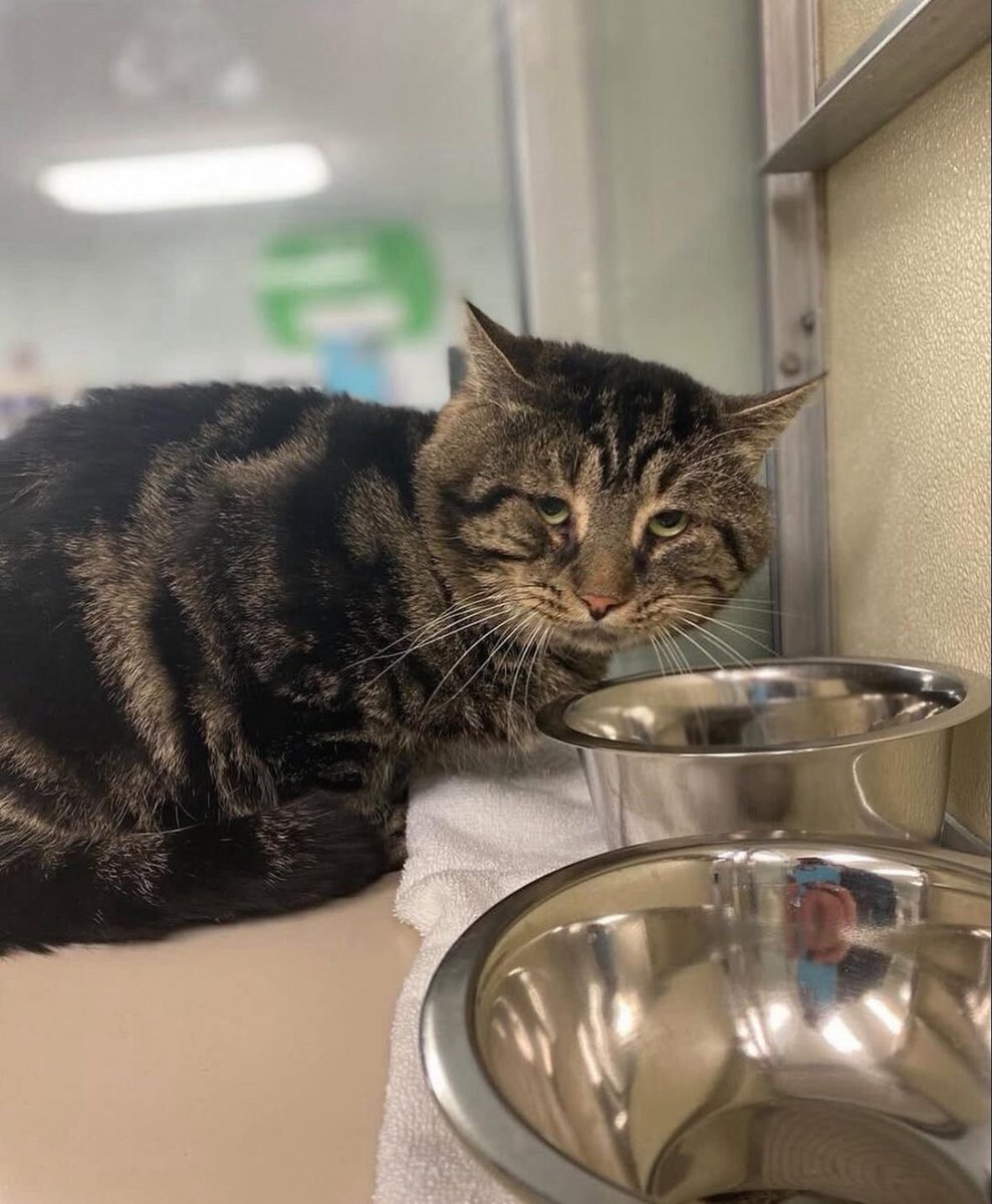 Celebs Arabic tweet media