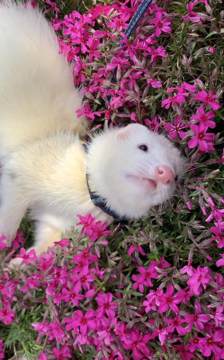 やま家(やまけ) tweet media