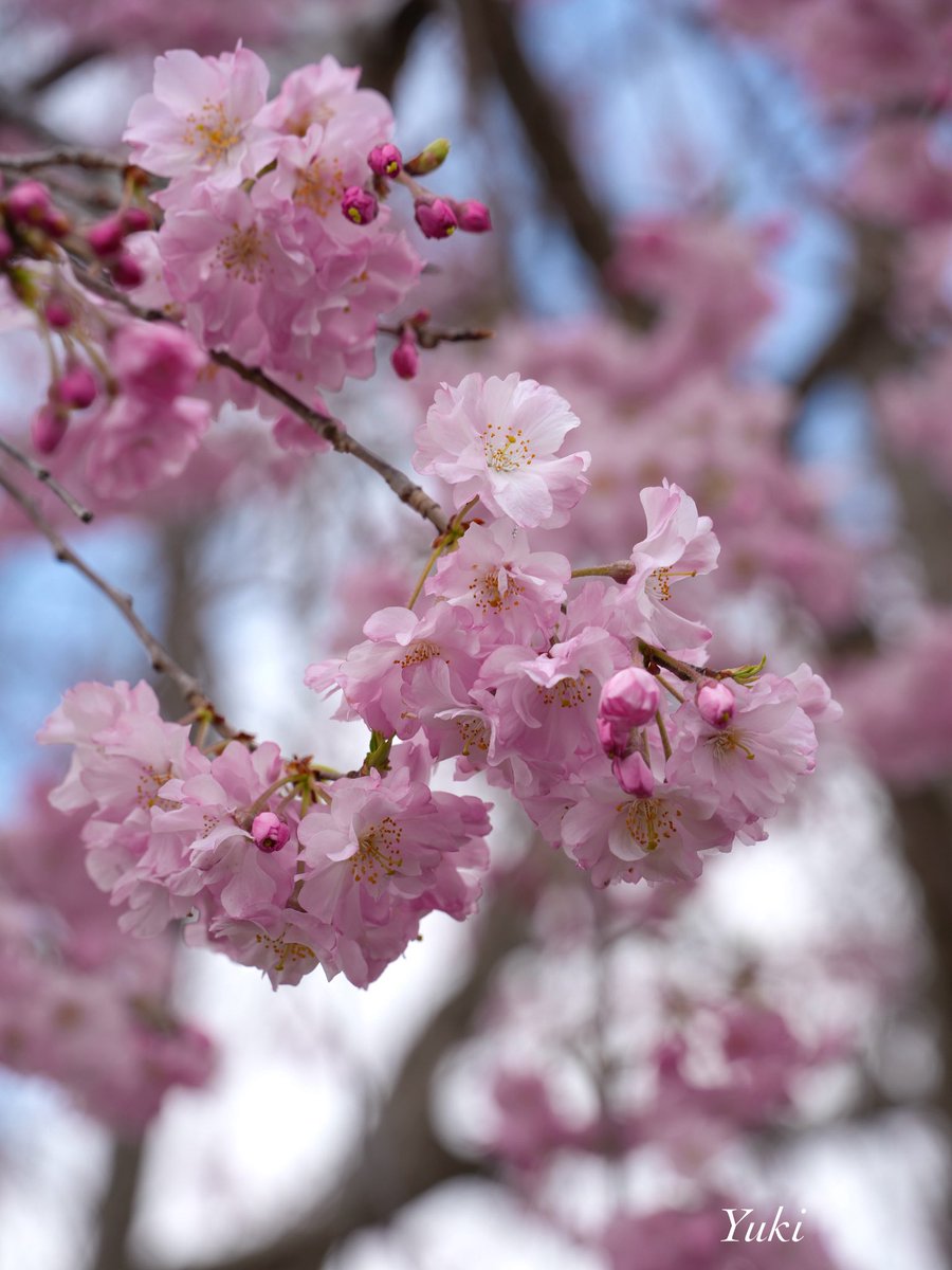 Yuki 🌷 tweet media