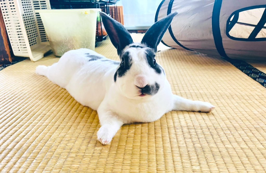 まめふく(主のあだ名)🐰まる tweet media