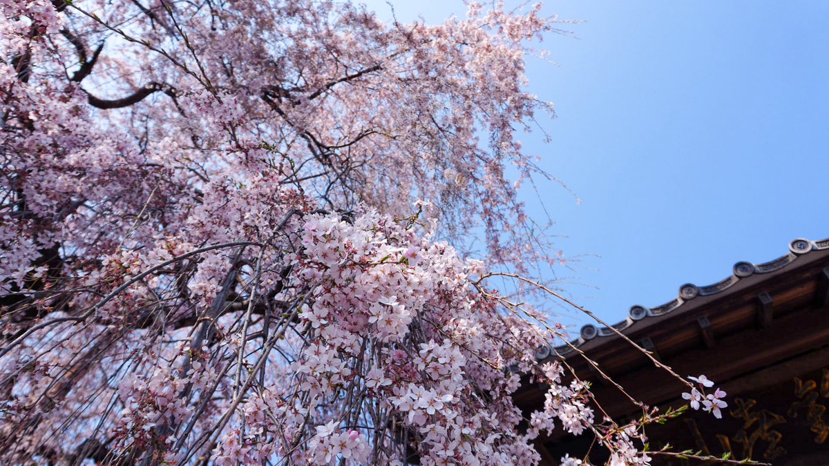 やよい tweet media