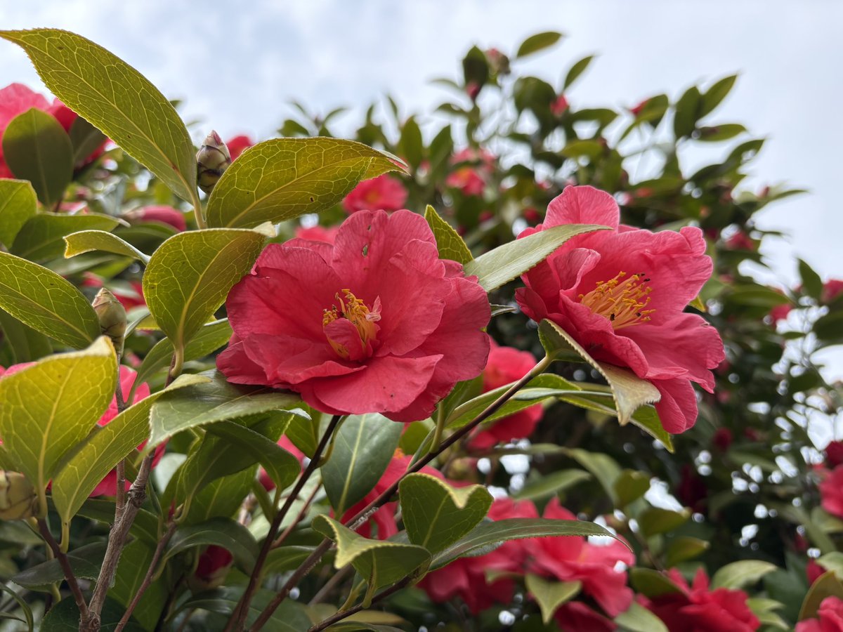 クロミ☆ tweet media