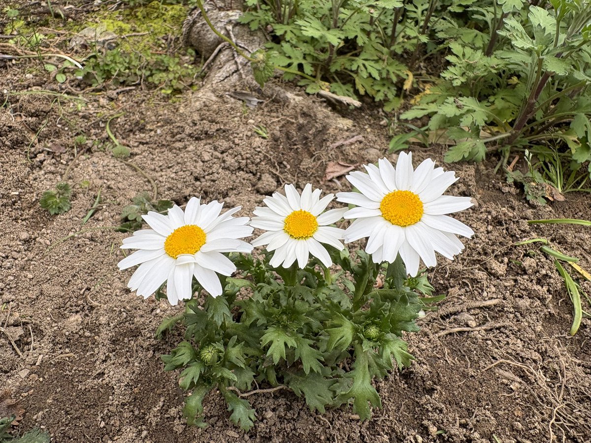 クロミ☆ tweet media