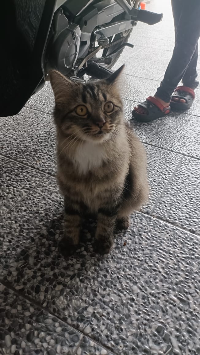 Salam semua, ada yang berminat nak adopt Abu tak? Abu ni rescuer dah neuter &amp; vaksin satu kali. Lepas tu ada orang adopt dia. Tapi rescuer dapat tau dari jiran yang adopter dah letak kucing ni dekat luar rumah &amp; taknak jaga. Vaksin Abu pun adopter tak sambung.