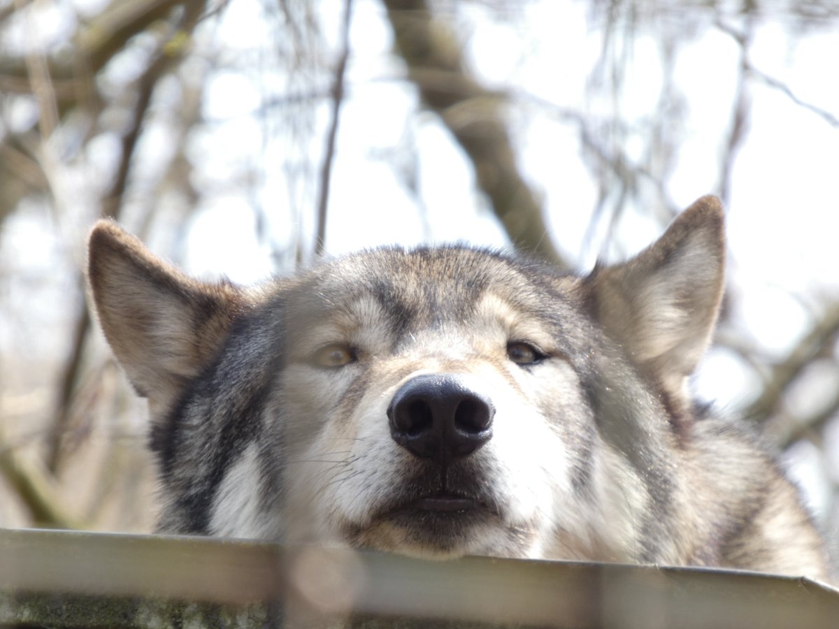 りきまる tweet media