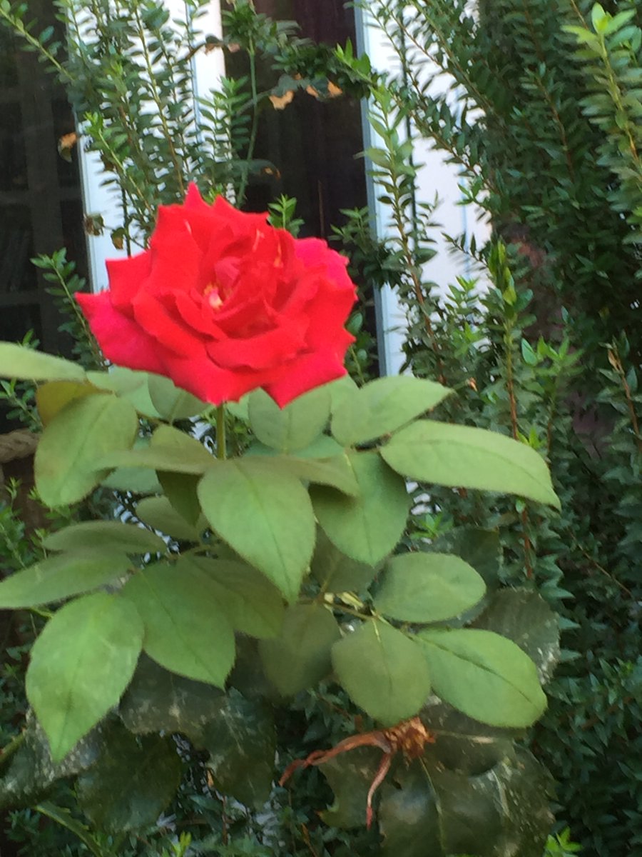 Kate Austen tweet media