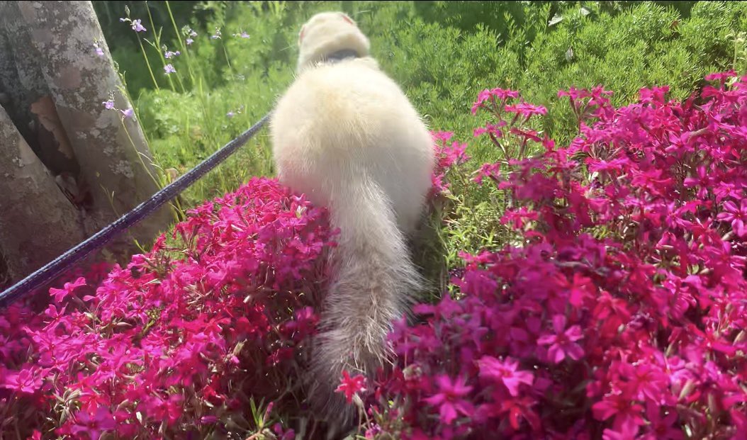 やま家(やまけ) tweet media