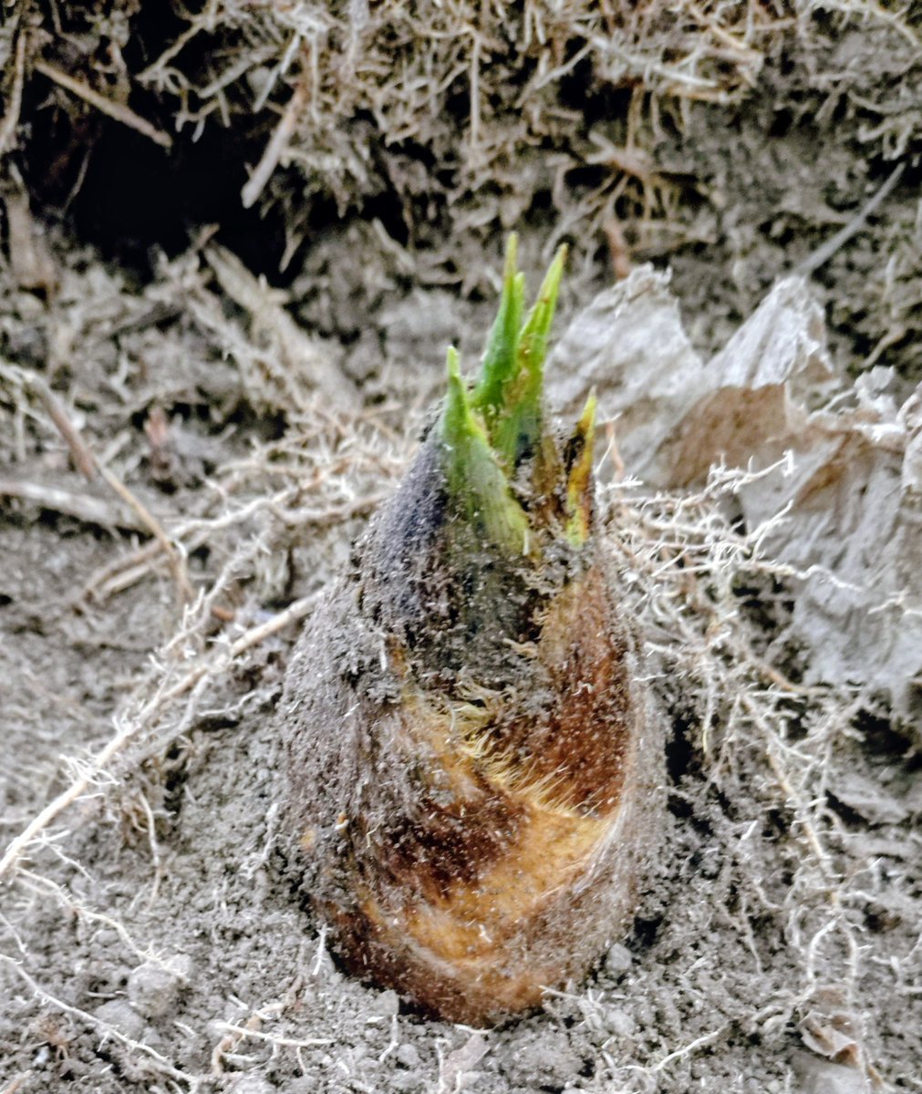 🦋KUROKURO小径車ぼっちﾐﾆﾍﾞﾛ乗り tweet media