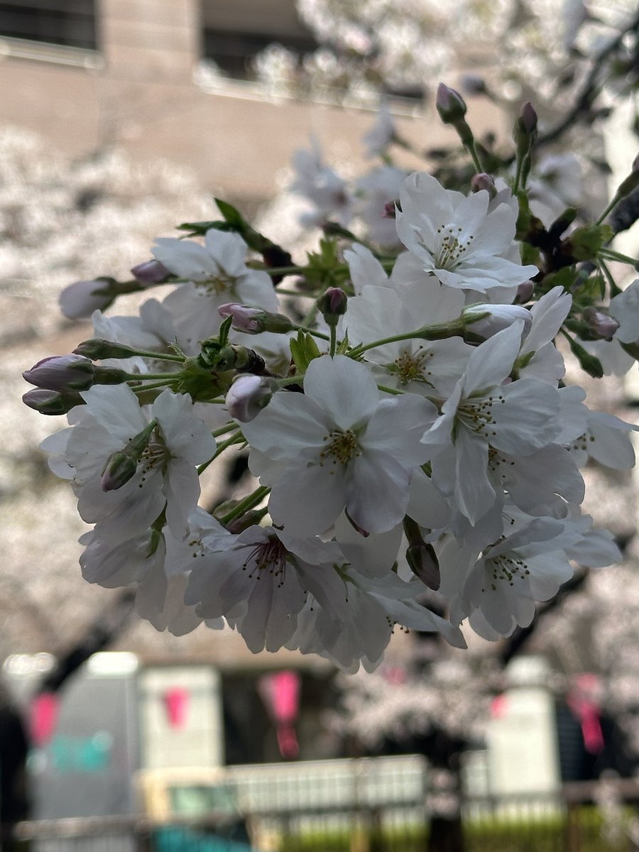 bamihito083's tweet photo. 目黒川のさくら🌸

久しぶりに、天気に恵まれた日だったので、
池尻大橋から、軽く散歩がてら、目黒川沿いの桜をを眺めました🚶‍♀️
少し、春を感じました🌸

#目黒川　#桜　#池尻大橋　#春 https://t.co/VQweQCR7dn