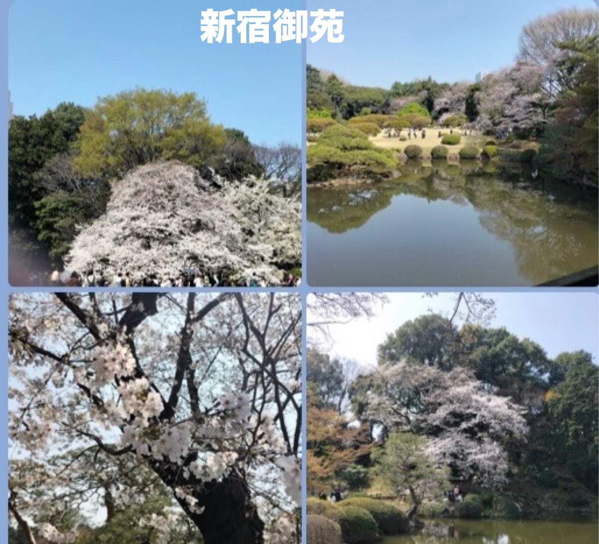 ミモザ★Tokyo tweet media