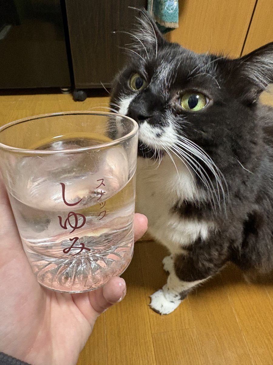 墨（ぼく）くん tweet media