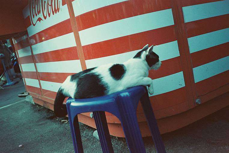 lalalongfilm 🎞 กล้องดิจิตอล กล้องฟิล์ม tweet media