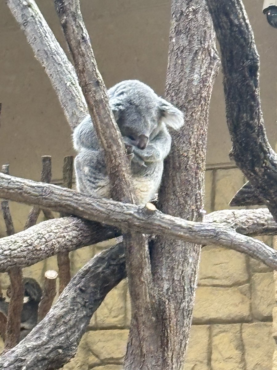 🖤🥀🐨樹智子🖤ともこむ🤟 tweet media