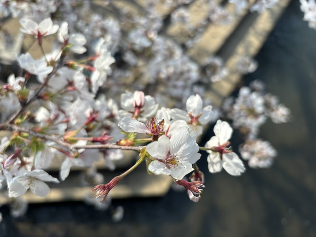 真島淳 tweet media