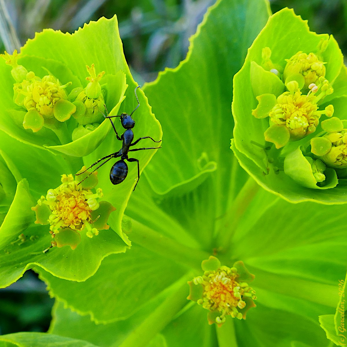 LorenzoGarciaCe's tweet image. Hormiga sobre Euphorbia sp. 

Parque Arqueológico de Carranque, Carranque, Toledo. España. Marzo de 2026.

#garcellor #cataglyphis #cataglyphisiberica #camponotus #camponotusaethiops #euphorbia #euphorbiaserrata #euphorbiahelioscopia #hormigas #carranque #floreshabitadas