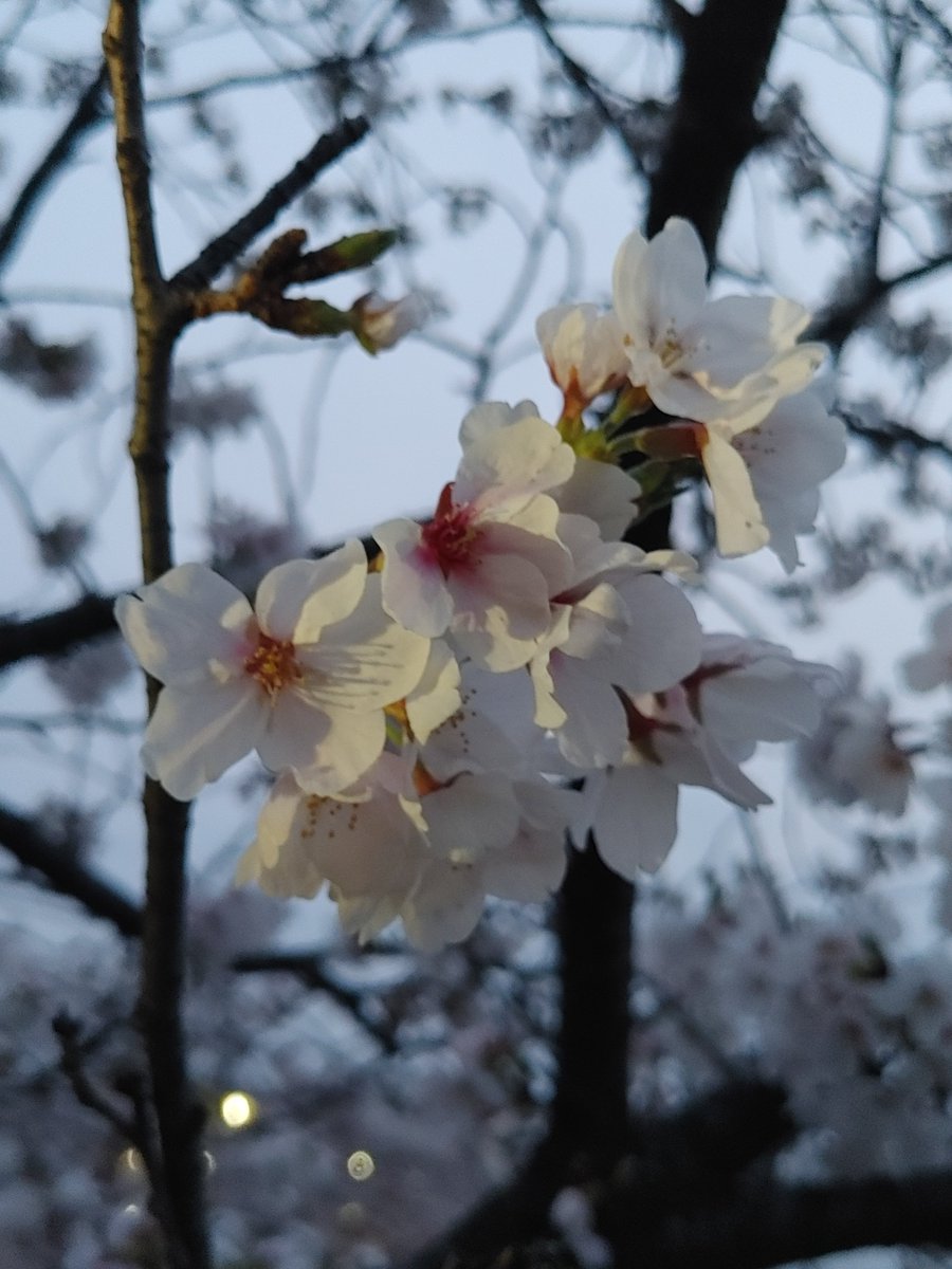 simpledesigncom's tweet photo. 夕暮れ時から桜を見てきました。
朧月夜の桜もいいものですね。 https://t.co/tJo6bNQ6V9