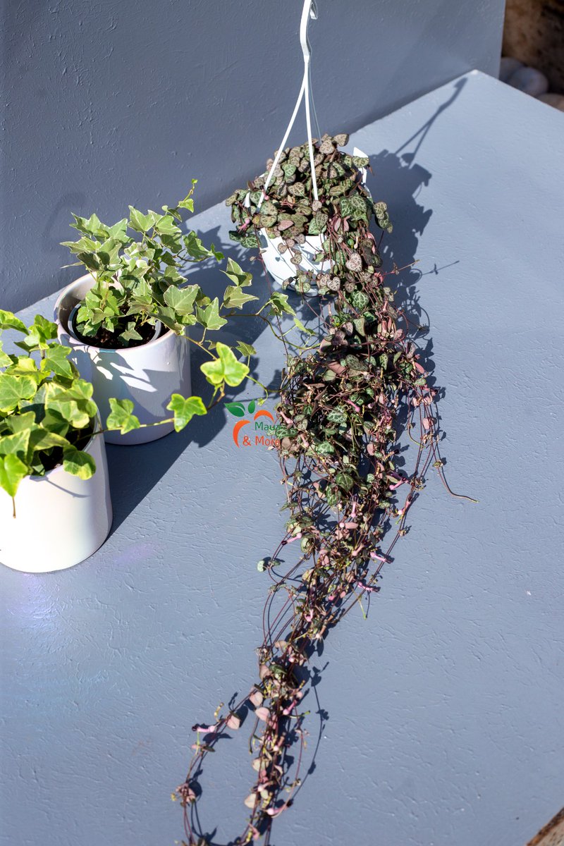 Maua & More tweet media