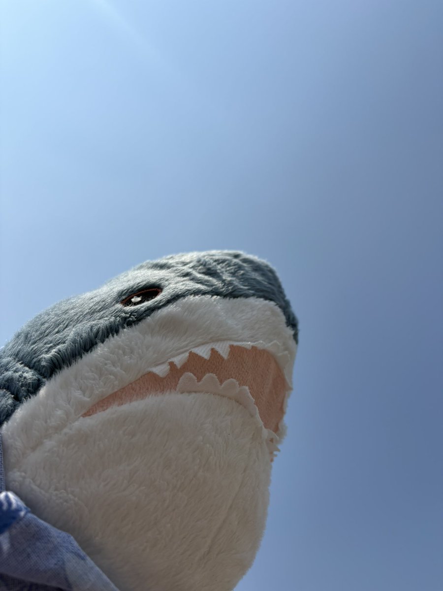 ｻﾒｪｪエェエェエェエェ〜 tweet media