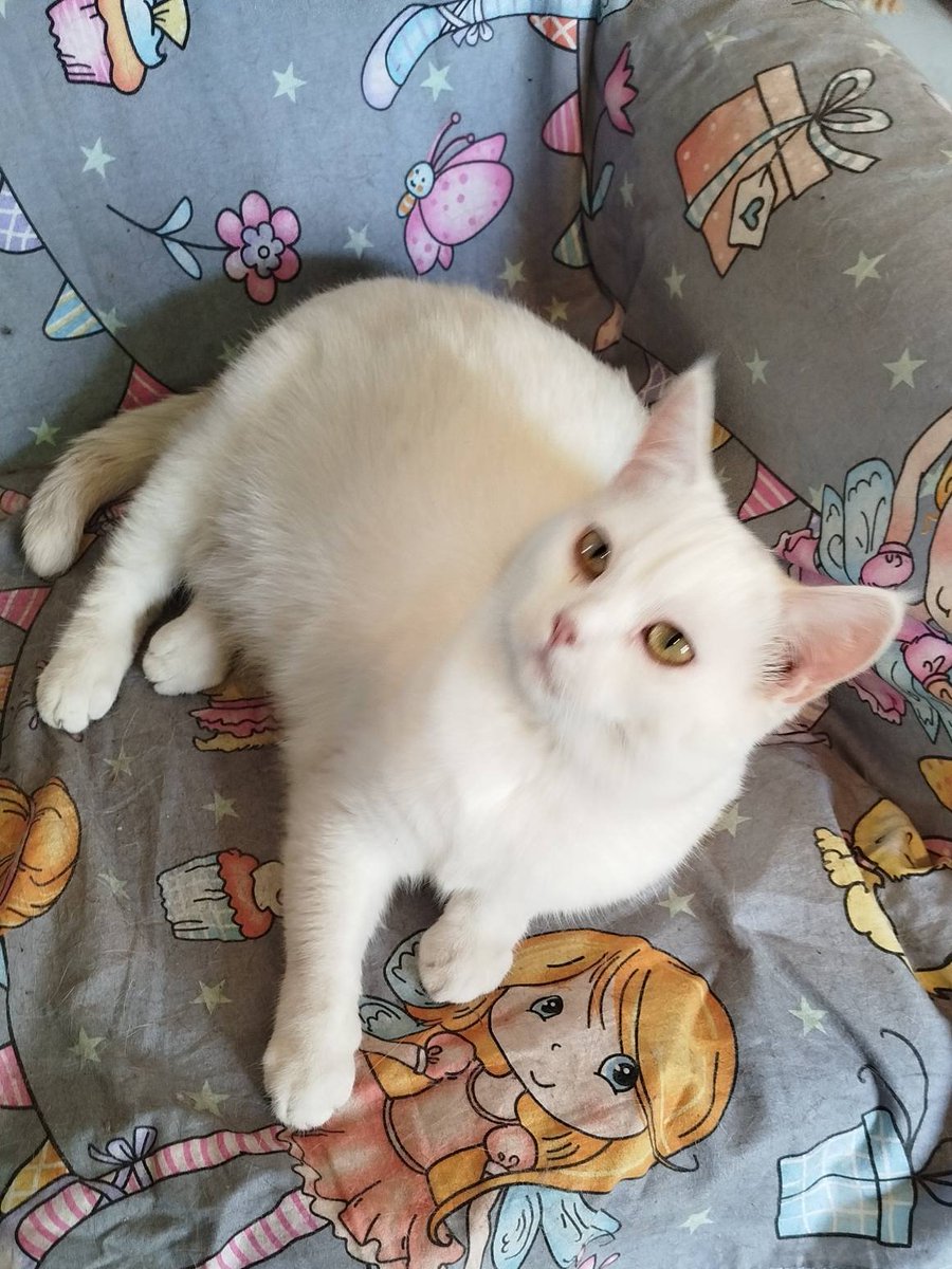 Кот Шурик из Беловежской пущи и его большая семья tweet media